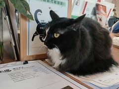 -有猫主题·治愈系猫咖(曾厝垵店)