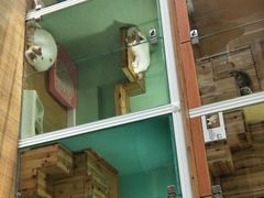 -70cat德文卷毛猫·缅因猫纯种猫舍