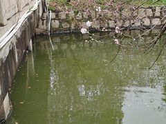 -南汇桃花村
