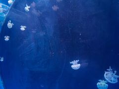 -左海海底世界