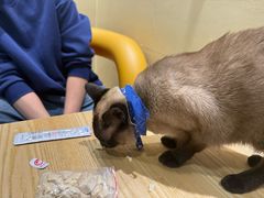 -藏猫猫咖啡主题馆(中央大道店)