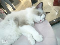 -糯米喵星人·撸猫猫舍咖啡馆(西市场嘉华店)