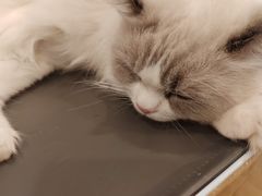 -猫咪派对(江南西店)