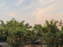 -老袁家蜜桃农场·阳山水蜜桃