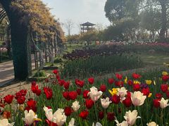 -杭州湾海上花田景区