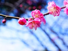 -香雪海