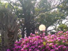 -柱状节理带