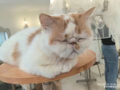 -共舞时光猫咖·狗咖(新街口店)