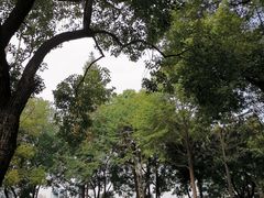 -西北湖绿化广场