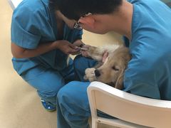 -瑞派·关忠动物医院·猫专科·犬专科(三环新城店)