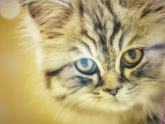 -momokira米努特·德文卷毛猫·棉花面纱犬