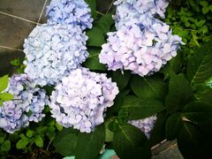 -花·fleur古董西餐厅(西城夜未央店)