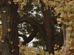 -西园寺
