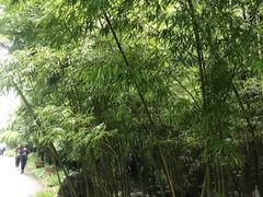 -都江堰中华大熊猫苑