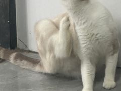 -猫小院猫主题餐厅(南锣旗舰店)