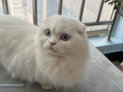 -喵宠乐园·撸猫互动·猫舍