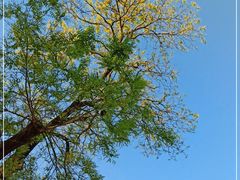 -北京大学燕东园