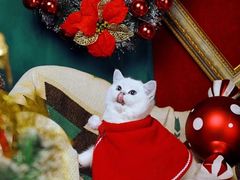 -超宠爱宠物摄影-Super pet