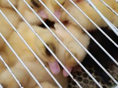 -中环花鸟鱼虫市场