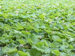 -白沙门生态公园