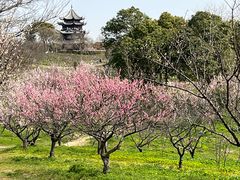 -上海海湾国家森林公园