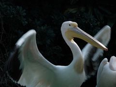 -珠海长隆海洋王国