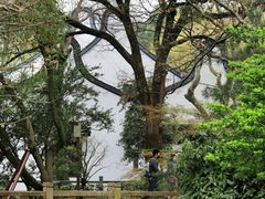 -上海醉白池公园