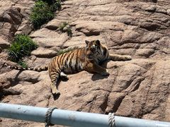 -西霞口神雕山野生动物世界