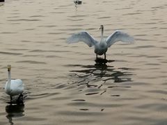 -烟墩角天鹅湖
