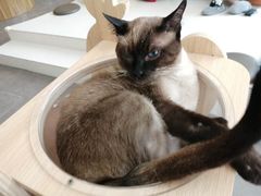 -飞行喵MR PILOT|猫舍·猫咖(静安大融城店)