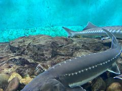 -太平洋海底世界