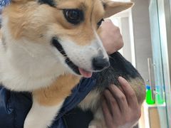 -宠福鑫康馨动物医院·骨科·眼科