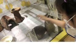 -七巧国萌宠乐园(龙湖天街店)