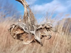 -野鸭湖国家湿地公园