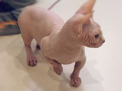 -飞行喵MR PILOT|猫舍·猫咖(静安大融城店)