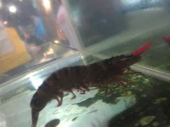 -D'Talipapa