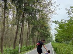 -合肥滨湖国家森林公园