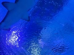 -海合安武汉极地海洋公园