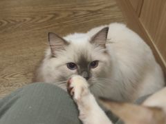 -MOCHA明星猫咖(田子坊店)