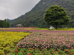 -广州市石门国家森林公园