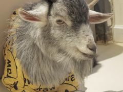 -怪兽屋·羊驼·猫咖·狗咖(俊华广场店)