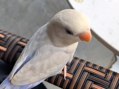-吉丁鸟咖·异宠·寄养