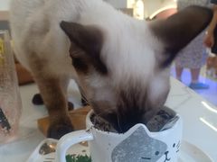 -喵园·猫主题咖啡厅·撸猫·猫咖(国贸店)