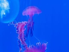 -海合安武汉极地海洋公园