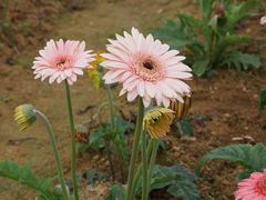 -松山湖梦幻百花洲