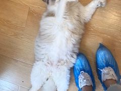 -猫咪派对(江南西店)