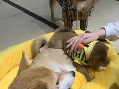 -逗柴咖啡屋·狗咖猫咖宠物桌游
