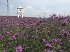 -紫颐香薰山谷景区