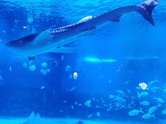 -烟台海昌鲸鲨海洋公园