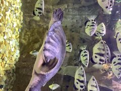 -迪拜水族馆及水下动物园